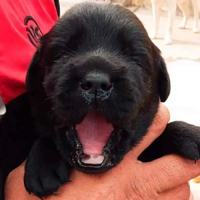 Labrador puppies for sale in Visakhapatnam