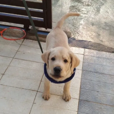 Labrador puppies for sale in Udaipur