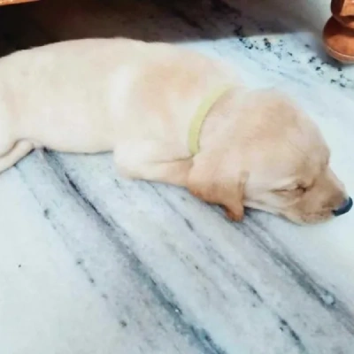 Labrador puppies for sale in Bikaner