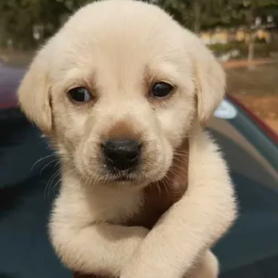 Labrador puppies for sale in Bikaner