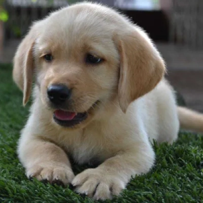 Labrador puppies for sale in Bikaner