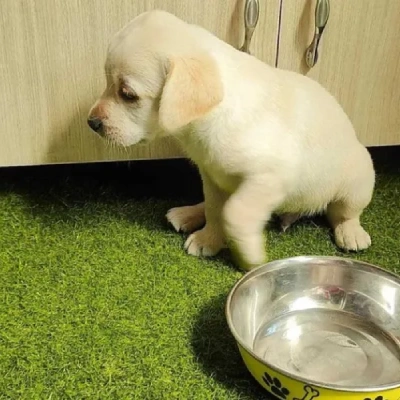 Labrador puppies for sale in Vijayawada