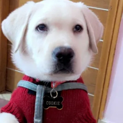 Labrador puppies for sale in Vijayawada