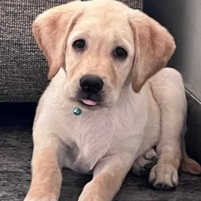 Labrador puppies for sale in Udaipur