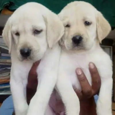 Labrador puppies for sale in Ajmer