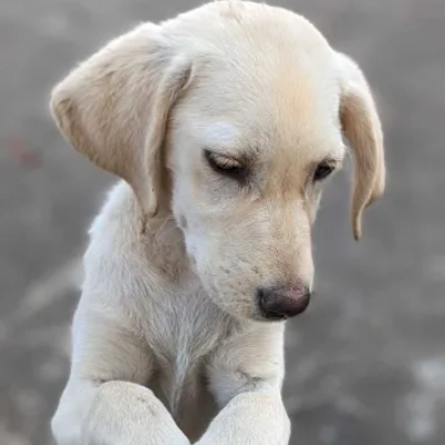 Labrador puppies for sale in Jaipur