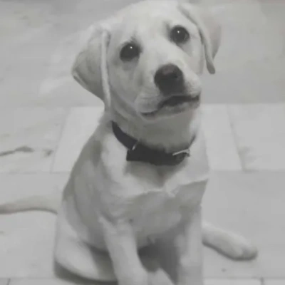 Labrador puppies for sale in Ajmer