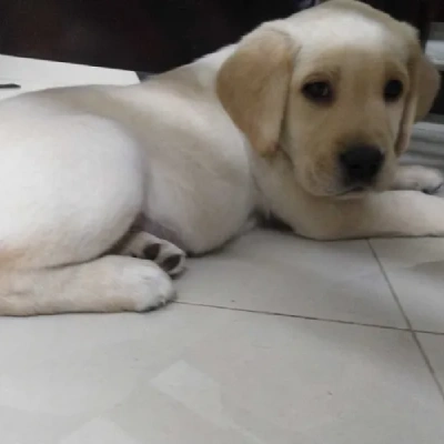 Labrador puppies for sale in Visakhapatnam