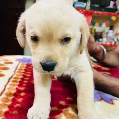 Labrador puppies for sale in Ajmer