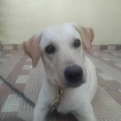 Labrador puppies for sale in Vijayawada