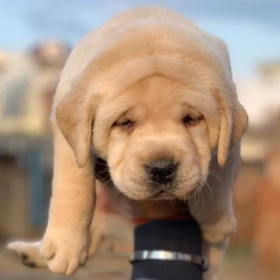 Labrador puppies for sale in Ajmer