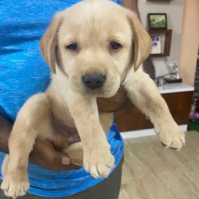 Labrador puppies for sale in Bikaner