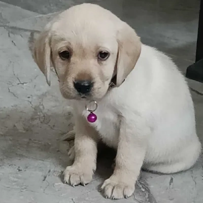 Labrador puppies for sale in Vijayawada