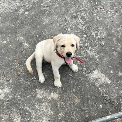 Labrador puppies for sale in Bikaner