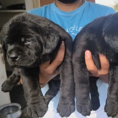 Labrador puppies for sale in Vijayawada