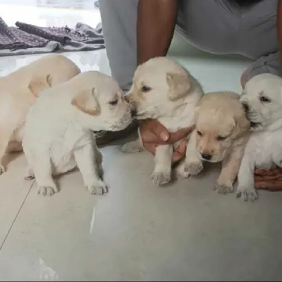 Labrador puppies for sale in Visakhapatnam