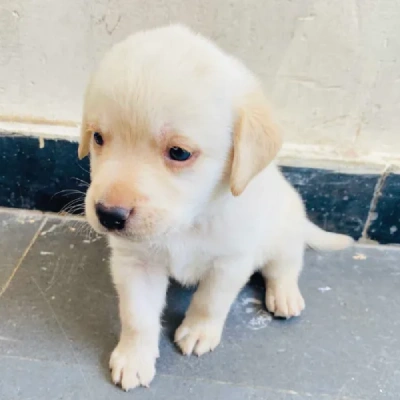 Labrador puppies for sale in Visakhapatnam