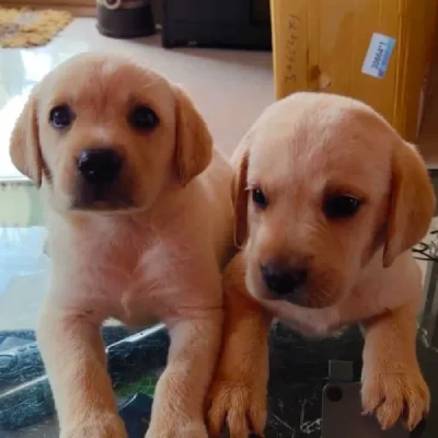 Labrador puppies for sale in Ajmer