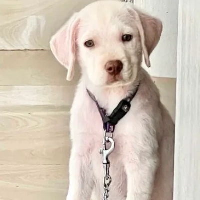 Labrador puppies for sale in Vijayawada