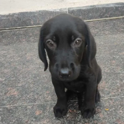 Labrador puppies for sale in Kota