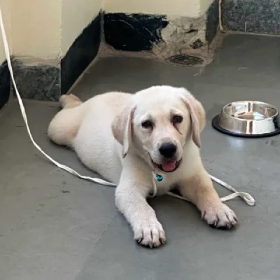 Labrador puppies for sale in Bikaner