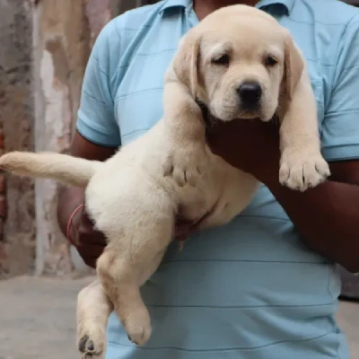 Labrador puppies for sale in Ajmer