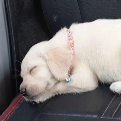 Labrador puppies for sale in Visakhapatnam