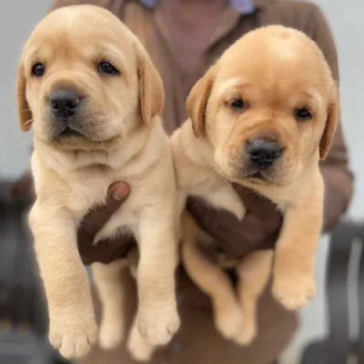 Labrador puppies for sale in Vijayawada