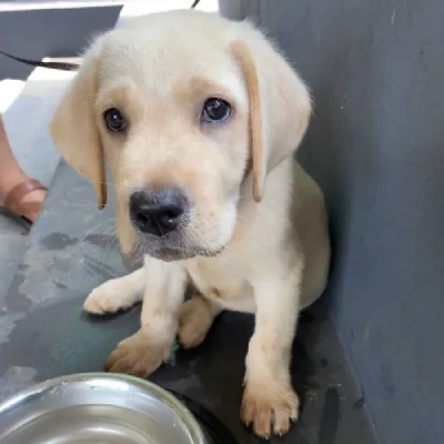 Labrador puppies for sale in Visakhapatnam