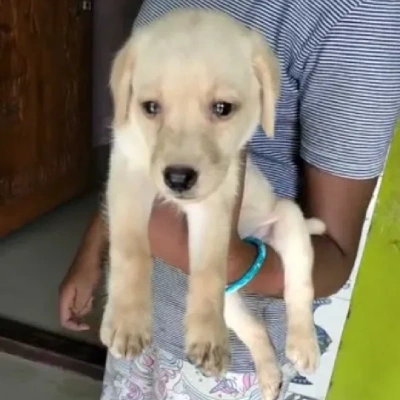 Labrador puppies for sale in Udaipur