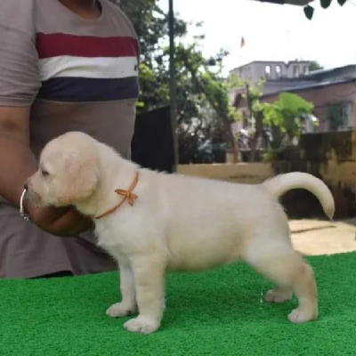 Labrador puppies for sale in Gurgaon