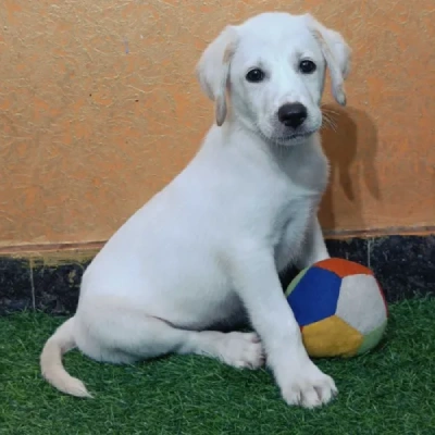 Labrador puppies for sale in Visakhapatnam