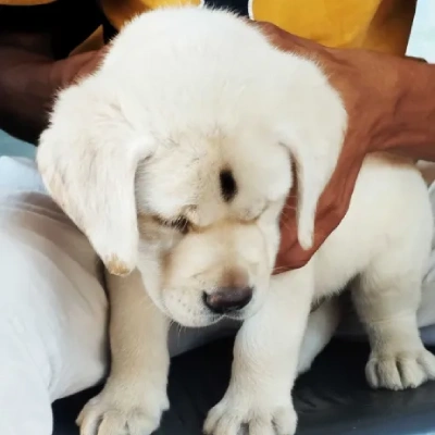 Labrador puppies for sale in Visakhapatnam