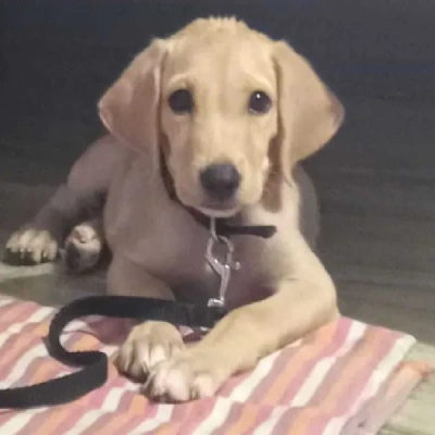 Labrador puppies for sale in Bikaner