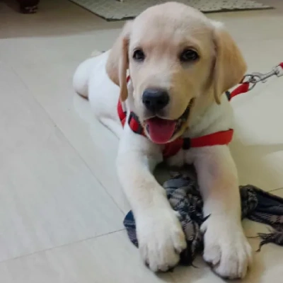 Labrador puppies for sale in Bikaner