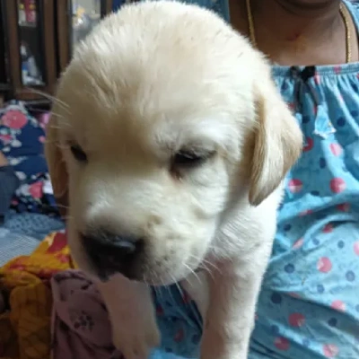 Labrador puppies for sale in Vijayawada