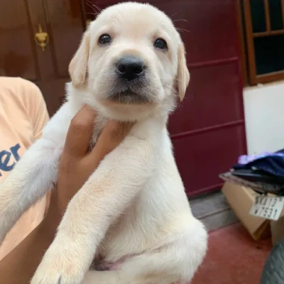 Labrador puppies for sale in Ajmer