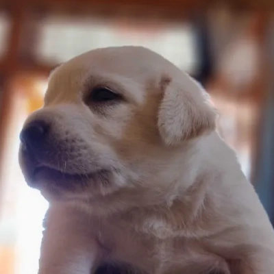 Labrador puppies for sale in Vijayawada