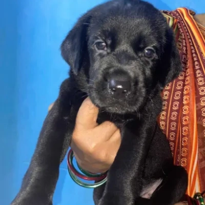 Labrador puppies for sale in Bikaner