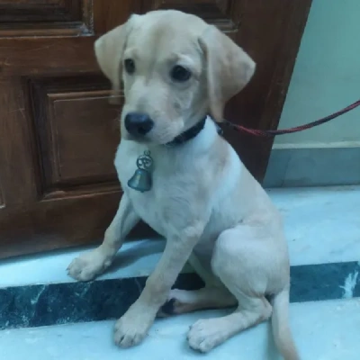 Labrador puppies for sale in Ajmer