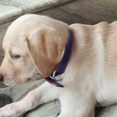 Labrador puppies for sale in Ajmer