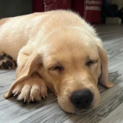 Labrador puppies for sale in Udaipur