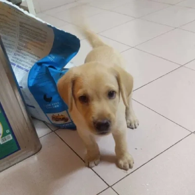 Labrador puppies for sale in Bikaner