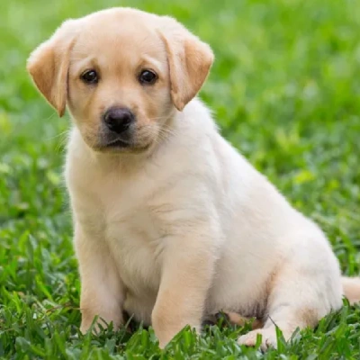 Labrador puppies for sale in Bikaner