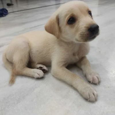 Labrador puppies for sale in Jodhpur