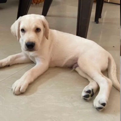 Labrador puppies for sale in Bikaner