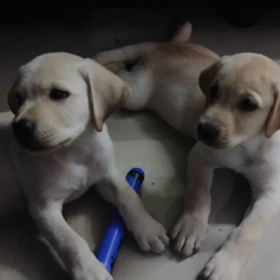 Labrador puppies for sale in Bikaner