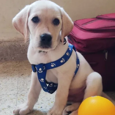 Labrador puppies for sale in Udaipur