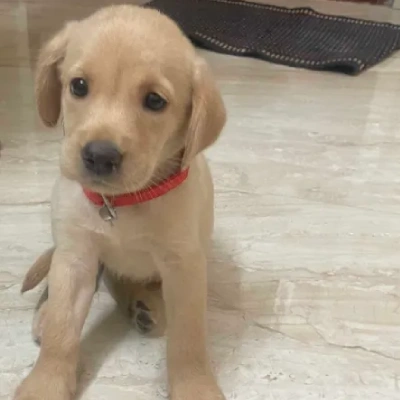 Labrador puppies for sale in Vijayawada