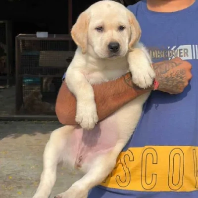 Labrador puppies for sale in Visakhapatnam